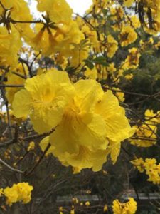 Yellow Booms
